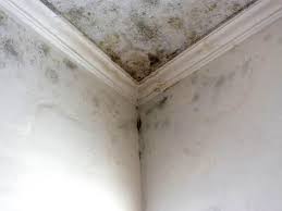 Best Mold Damage Restoration  in Clarkson, KY