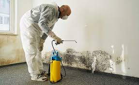 Reliable Clarkson, KY Mold Removal & Remediation Solutions